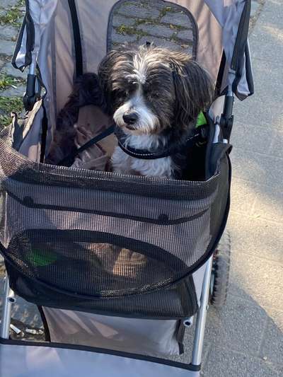 Hundebuggy-Beitrag-Bild