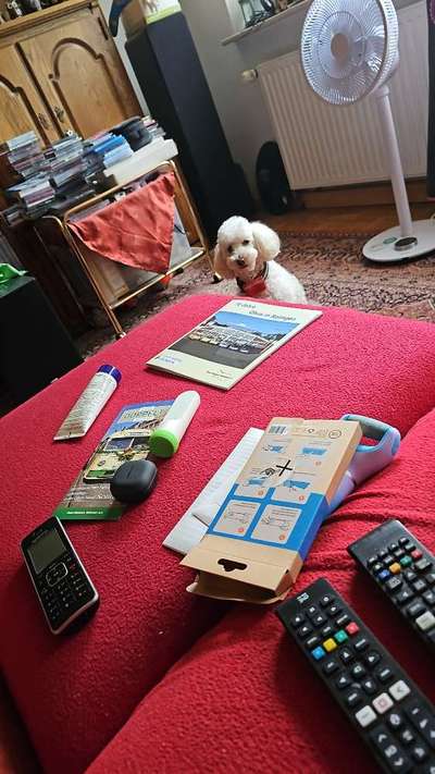 Barfen, wie macht ihr es?-Beitrag-Bild