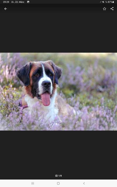 Hundetreffen-Gassigeher gesucht-Bild