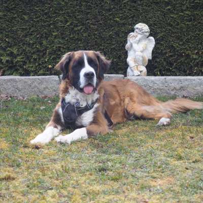 Hundetreffen-Social Walk Gruppe-Bild