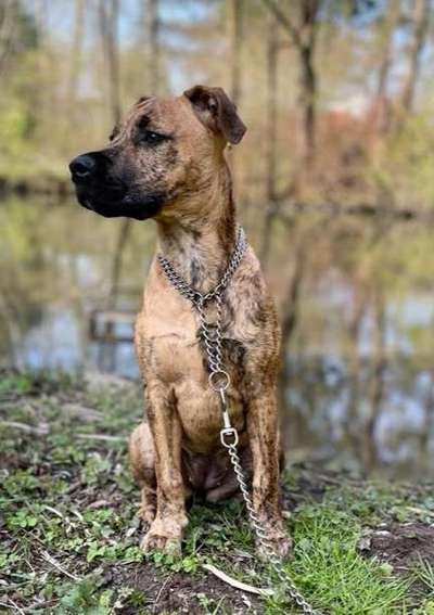 Mischlinge raten - Rätselspaß-Beitrag-Bild