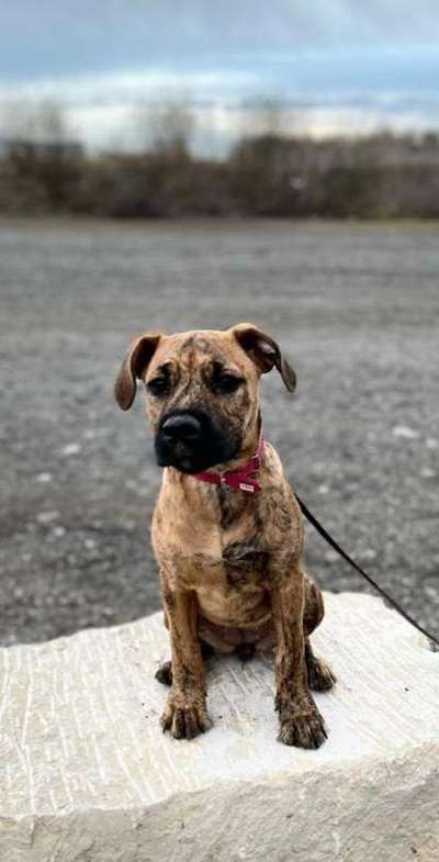 Mischlinge raten - Rätselspaß-Beitrag-Bild