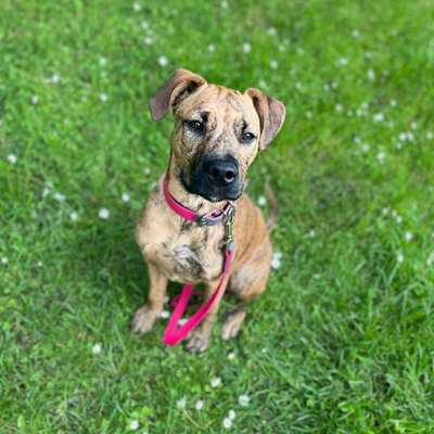 Hundetreffen-Hundetreff Junghunde Hundefreunde zum spielen Erding gesucht-Bild
