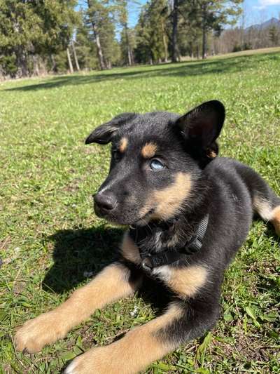 Fotochallenge No. 26                                     Wald und Wiese-Beitrag-Bild