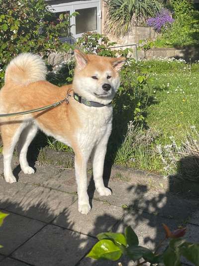 Vom Welpen zum Hund-Beitrag-Bild