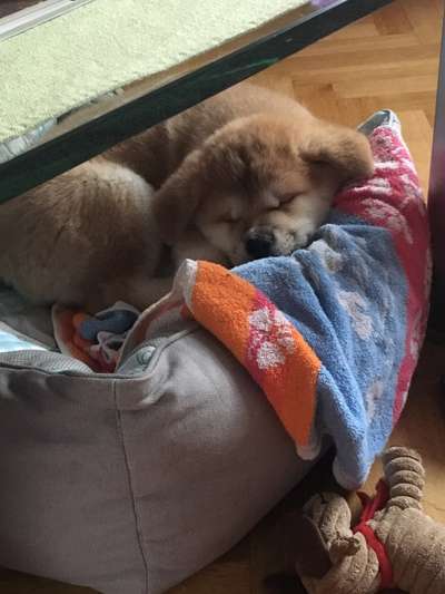 Vom Welpen zum Hund-Beitrag-Bild