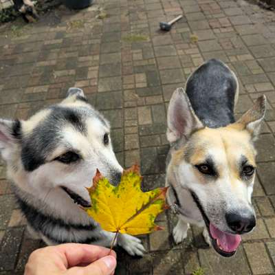 Hundetreffen-Gassi gehen/spielen/sozialisierung