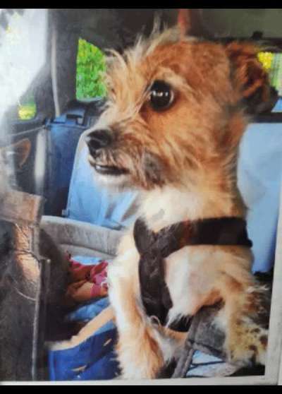 Welpen Bilder !-Beitrag-Bild