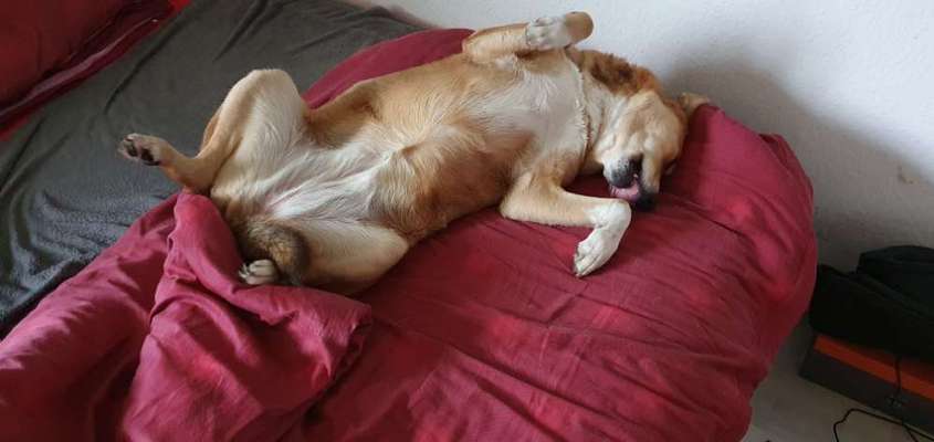 Zeige das lustigste Bild eures Hundis-Beitrag-Bild