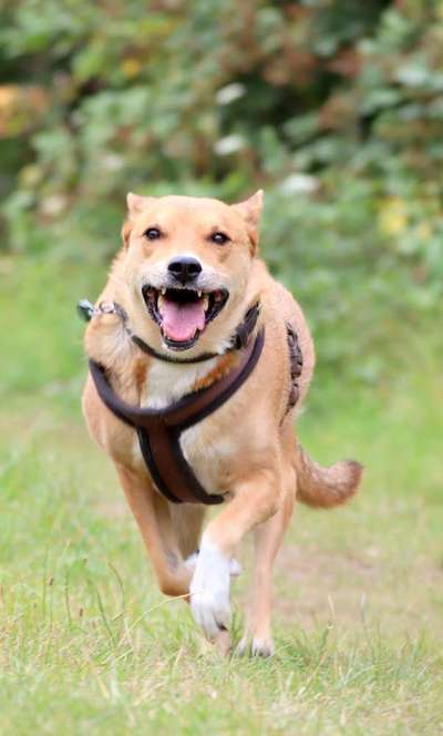 Lustige Merkmale am Hund - Fellzeichnungen :)-Beitrag-Bild