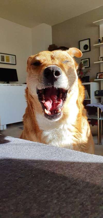 Zeige das lustigste Bild eures Hundis-Beitrag-Bild