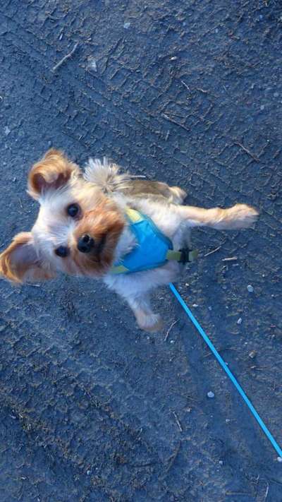 Challenge 23 : "  Euer Hund beim Frühlingserwachen "-Beitrag-Bild