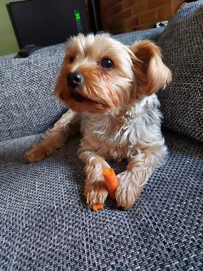 Yorkshire Terrier-Beitrag-Bild