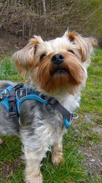 Die Dogorama Kalender Challenge Titelbild-Beitrag-Bild