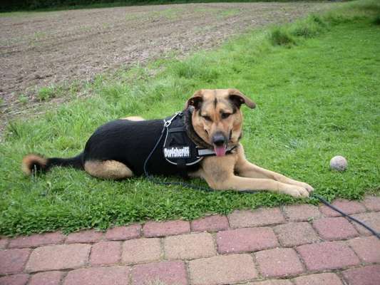 Schäferhund-Beitrag-Bild