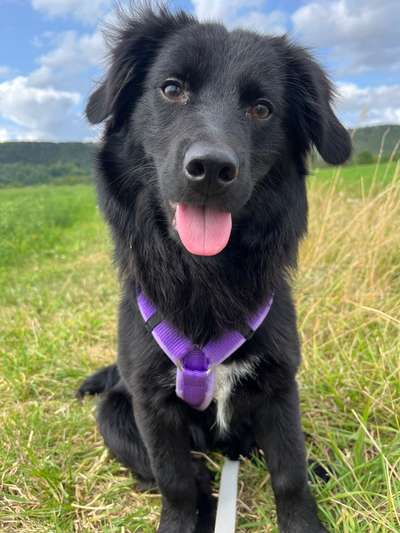 TierschutzhundeStammtisch🐕-Beitrag-Bild