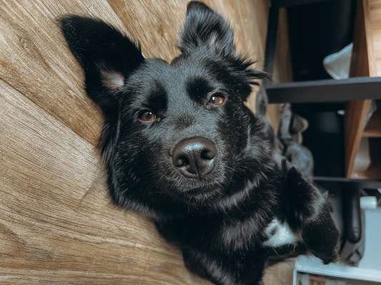 Ist unsere Hündin verliebt und hat Liebeskummer?-Beitrag-Bild