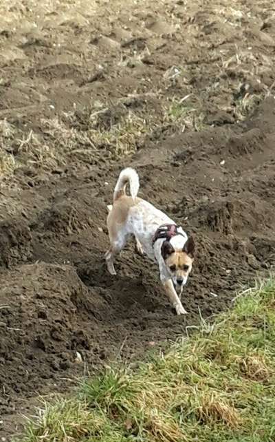 Mischlingshunde Foto Aufruf-Beitrag-Bild