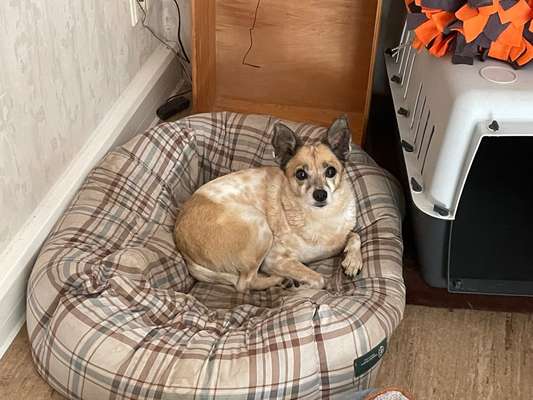 Wie heißt dein Hund?-Beitrag-Bild