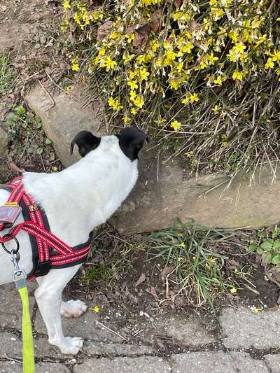 Dogorama Photo Challenge - die ersten Frühjahrsblumen-Beitrag-Bild