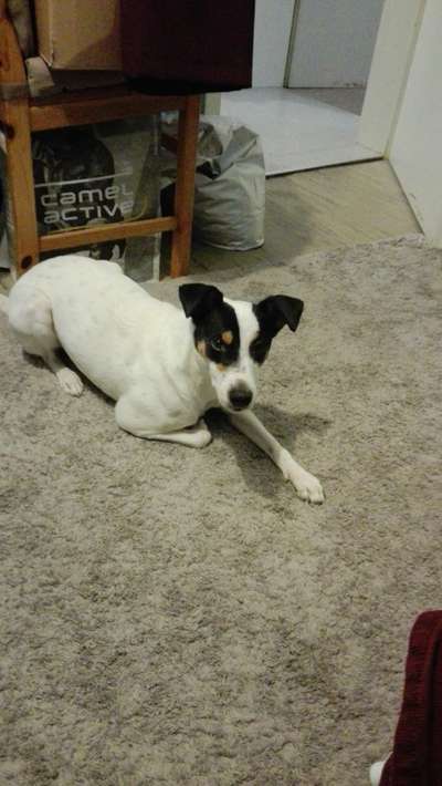 Ratonero Bodeguero Andaluz-Beitrag-Bild