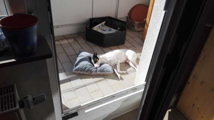 36. Handy Foto Challenge - Sonnenanbeter-Beitrag-Bild