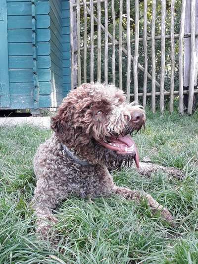 Dogorama Photo Challenge - Einmal lächeln bitte-Beitrag-Bild