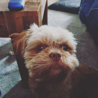 Shih Tzu-Beitrag-Bild