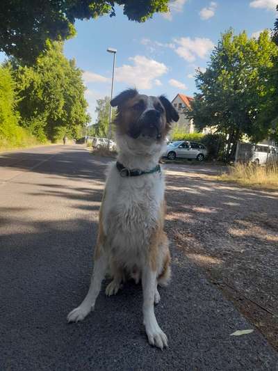 Auslandstierschutz-Beitrag-Bild