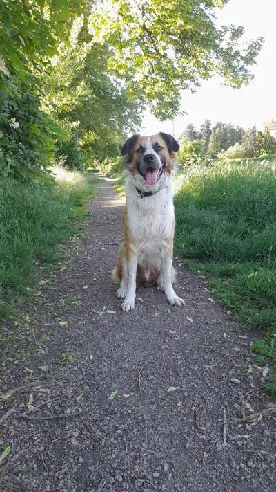 Auslandstierschutz-Beitrag-Bild