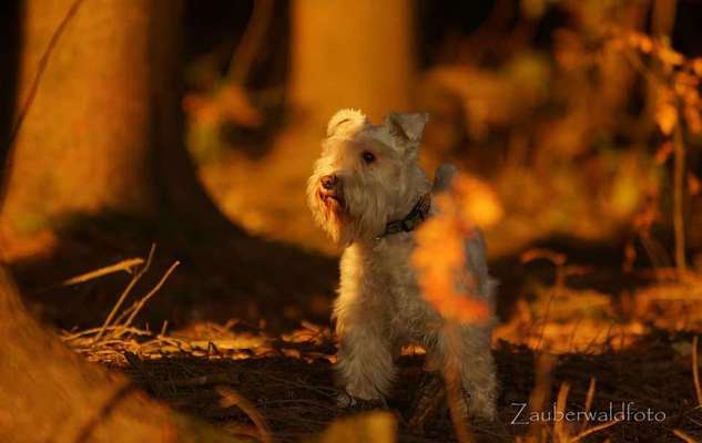 Unsere Fellnasen im Regenbogenland-Beitrag-Bild
