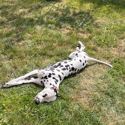 Hundetreffen-Freundschaften knüpfen-Bild