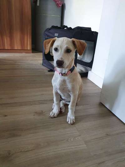 Mischlingshunde Foto Aufruf-Beitrag-Bild