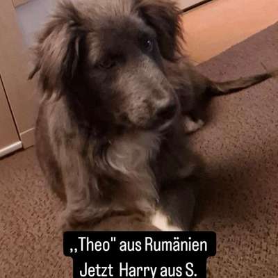 Hundetreffen-Hundekumpel für Harry-Bild
