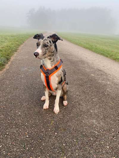 Hundetreffen-Gemeinsame Gassi Runden und Playdates-Bild