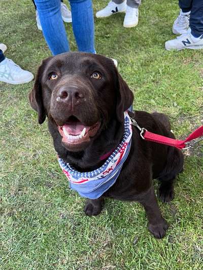 Labradorfans-Beitrag-Bild