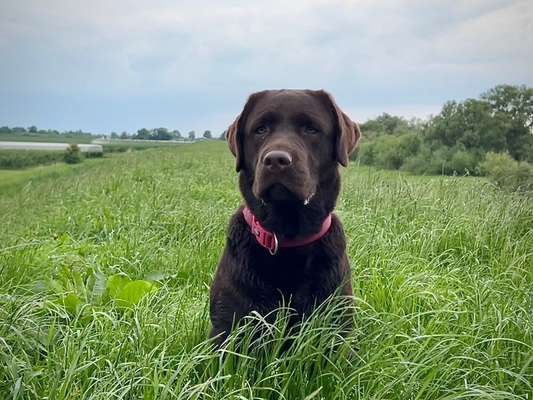 Labradorfans-Beitrag-Bild
