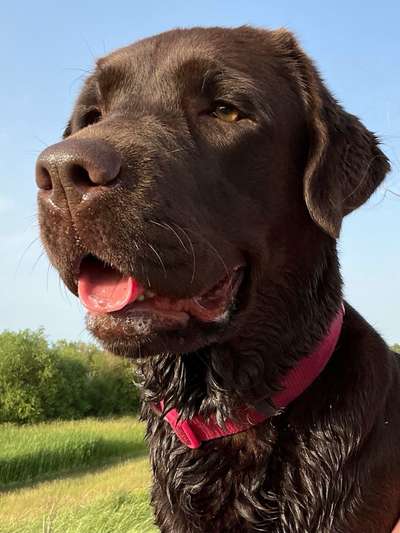 Labradorfans-Beitrag-Bild