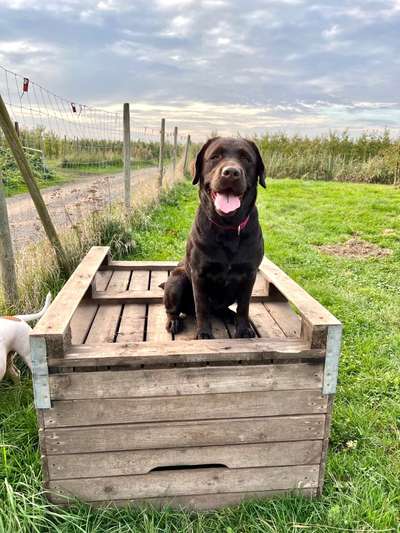 Labradorfans-Beitrag-Bild