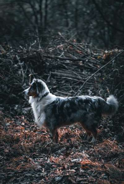 Foto -Challenge  Thema : Dein Hund Im Wald-Beitrag-Bild