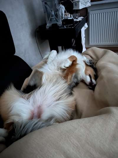 Dogorama Photo Challenge - Zeigt her eure Bäuche-Beitrag-Bild