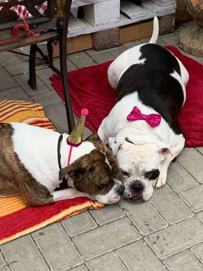 Die Dogorama Wochen Challenge "Friends will be Friends"-Beitrag-Bild