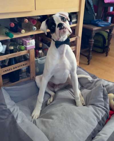 Deutsche Boxer-Beitrag-Bild