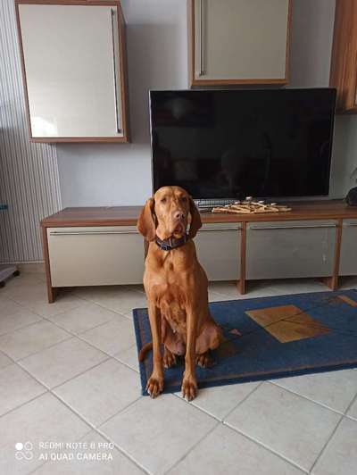 Magyar Vizsla UK-Beitrag-Bild