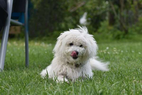 Fotochallenge Nr. 59 - Mein Hund zeigt die Zunge-Beitrag-Bild