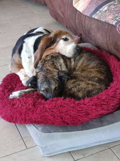 Basset Hound-Beitrag-Bild