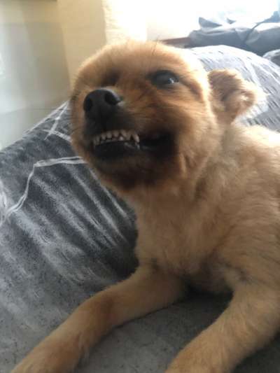 Das beste grinsefoto-Beitrag-Bild