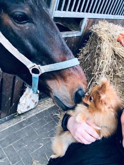 Bilder Hund und andere Tiere-Beitrag-Bild