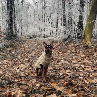 Hundetreffen-Welpen austoben lassen ☺️-Bild