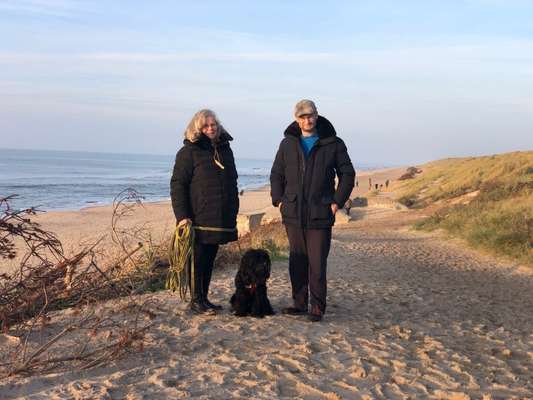 Tibet Terrier-Beitrag-Bild